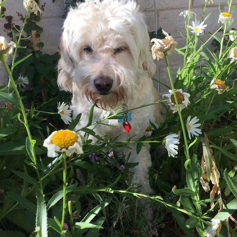 Meet your Posher, Martha